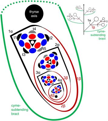 Reproductive development of common buckwheat (Fagopyrum esculentum Moench) and its wild relatives provides insights into their evolutionary biology